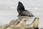102011 New Zealand Sea Lion Phocarctos hookeri.jpg